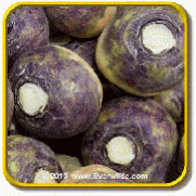 1 Oz Rutabaga Seeds - 'American Purple Top' Bulk Vegetable Seeds