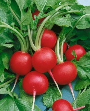 Champion Radish Seeds - Raphanus Sativus - 3 Grams - Approx 300 Gardening Seeds - Vegetable Garden Seed