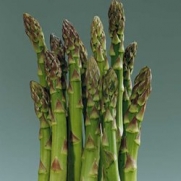 Asparagus Jersey Giant (Asparagus officinalis) 25 Seeds by David's Garden Seeds