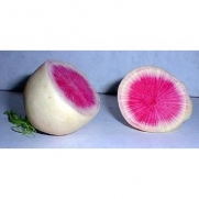 Watermelon Radish 100 + Seeds -Remarkably sweet, Delicious