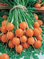 400 + Carrot, Parisian Seeds Grows in Clay or Rocky Soil