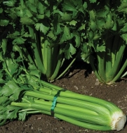Celery Tango (Apium graveolens) 200 Seeds per Packet