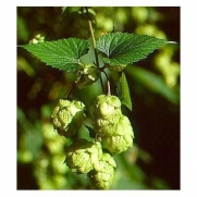 Beer Hops 10 Seeds- Humulus lupulus - (Hops) have a long history of herbal use among the Native Americans