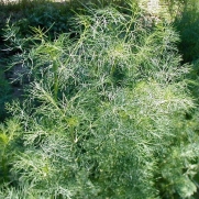 200 Seeds, Dill Herb (Anethum graveolens) Seeds By Seed Needs