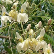 Moringa Oleifera Horseradish MIRACLE TREE 10 seeds