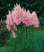 Pink Pampas Grass 200 Seeds - Cortaderia