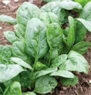 Spinach Corvair 1000 Organic Seeds by David's Garden Seeds (vob)