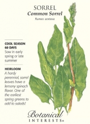 Common Sorrel Seeds - 700 mg - Heirloom