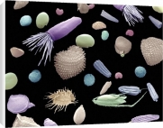 Canvas Print of Mixture of flower and grass seeds, SEM from Science Photo Library