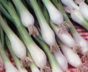 Onion Green Bunching Great Heirloom Vegetable 500 Seeds