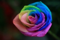Rainbow Rose, 5 seeds