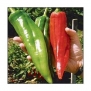 NuMex Big Jim Chile Pepper 10 + Seeds - 12 Inches Long!! By Seeds and Things