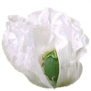 100 Organic White Afghan Poppy Seeds Papaver Somniferum. One Stop Poppy Shoppe® Brand.