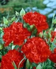 Can Can Scarlet Carnation Seeds - Dianthus caryophyllus - .02 Grams - Approx 10 Gardening Seeds - Flower Garden Seed