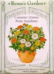 Container Zinnias Pixie Sunshine Seeds