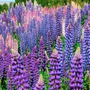 100 Seeds, Lupine Russell Mixture (Lupinus polyphyllus) Seeds by Seed Needs