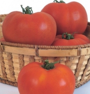 Tomato Celebrity (Solanum lycopersicum) 30 Seeds per Packet