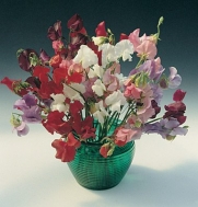 Flower Sweet Pea Royal Mix 50 Seeds by David's Garden Seeds