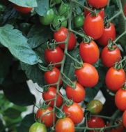 Tomato Sweet Mojo (Solanum lycopersicum) 20 Seeds by David's Garden Seeds