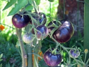OSU Blue Tomato- 5 Seeds - The Worlds 1st Blue Tomato,Rare
