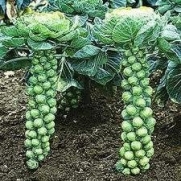 Brussels Sprouts Little Baby Cabbages ! Vegetable Garden Seeds 100+ Includes bonus pack of Organic Mammoth Russian Sunflower Seeds from Hinterland Trading