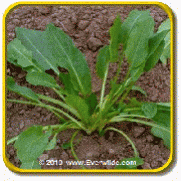 1 Lb Herb Seeds - 'Large Leaf Sorrel' Bulk Herb Seeds