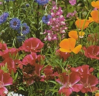 Wildflower Seeds - 1000+ Partial Shade