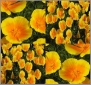 California Poppy Flower Seeds - Perennial ~ Eschscholzia californica maritima - 15-30 Days (079000 Seeds - 4 oz)