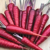Purple Dragon Carrot 350 Seeds - Absolutely unique!