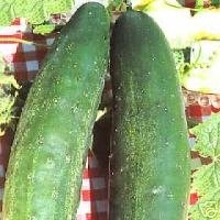 Cucumber Tasty Green Hybrid Great Vegetable 10 Seeds