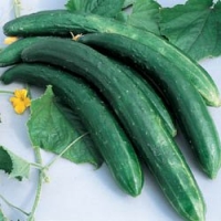 Cucumber Burpless # 26 Hybrid Great Vegetable 25 Seeds