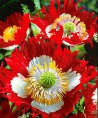 Danish Flag Afghan Poppy 250 Seeds - Papaver Somniferum