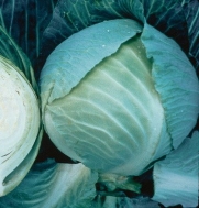 Cabbage Storage #4 100 Seeds by David's Garden Seeds
