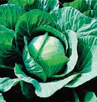 Cabbage Farao 100 Organic Seeds by David's Garden Seeds (vob)