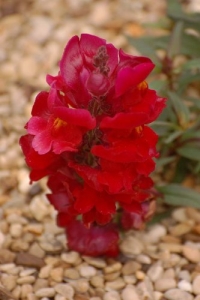 250 RUBY RED SNAPDRAGON Antirrhinum Majus Flower Seeds *Comb S/H
