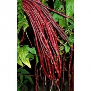 Red Noodle Yard Long Beans 25+ seeds