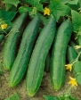 Burpee II Hybrid Cucumber Seeds - Cucumis Sativus - 0.5 Grams - Approx 18 Gardening Seeds - Vegetable Garden Seed