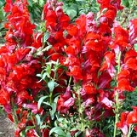 Seeds of Change S16590 Certified Organic Scarlet Giant Snapdragon
