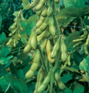 Bean Butterbeans (Glycine max) 50 Seeds by David's Garden Seeds
