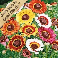 110 Seeds, Daisy Painted Mixture (Chrysanthemum carinatum) Seeds By Seed Needs