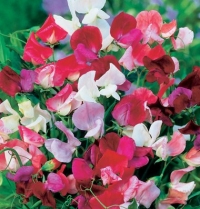 Flower Sweet Pea Old Spice Mix (Lathyrus odoratus) 50 Seeds by David's Garden Seeds