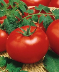 Big Beef Hybrid Tomato Seeds - Lycopersicon Esculentum - 0.1 Grams - Approx 35 Gardening Seeds - Vegetable Garden Seed