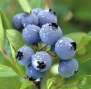 50 Highbush Blueberry Seeds Blueberries