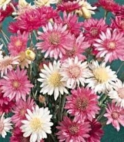 300 Mixed Colors IMMORTELLE IMMORTAL MIXTURE Xeranthemum Annum Flower Seeds
