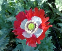 Poppies-Danish Flag Afghan Poppy Seeds 1,000 + Papaver Somniferum Red fringed petals with a pure white cross, makes a spectacular display