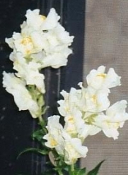 250 WHITE SNOWFLAKE SNAPDRAGON Antirrhinum Majus Flower Seeds *Comb S/H