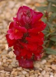 250 RUBY RED SNAPDRAGON Antirrhinum Majus Flower Seeds *Comb S/H