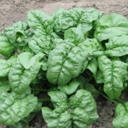 180 Seeds, Spinach Giant Noble (Spinacia oleracea) Seeds By Seed Needs