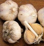 3+ ounces Early Italian Purple Garlic Bulbs
