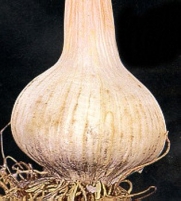 3+ ounces Spanish Roja Garlic Bulbs - FIERY